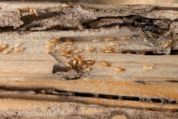 Best Ant Control Services  in Wood Ridge, NJ